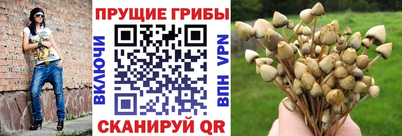 Псилоцибиновые грибы мицелий Полысаево